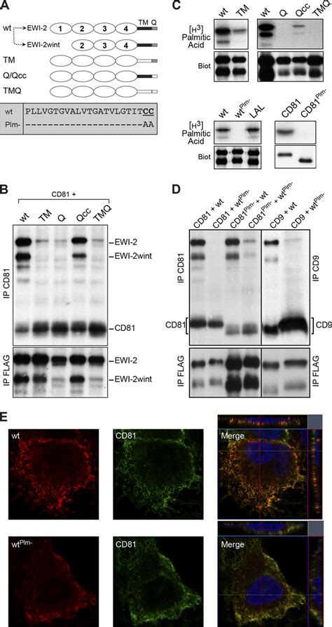 Transmembrane Domain And Palmitoylation Of Ewi 2ewi 2wint Are