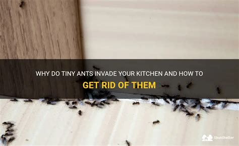 Why Do Tiny Ants Invade Your Kitchen And How To Get Rid Of Them