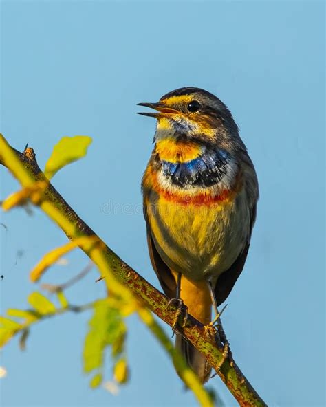 A Blue throat bird singing stock photo. Image of ornithology - 261533632