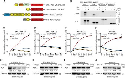 Alk Fusion Nsclc Oncogenes Promote Survival And Inhibit Nk Cell