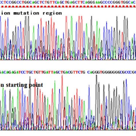 The Sequencing And Sequence Comparison Results Of Bovine ADD1 SREBP1c