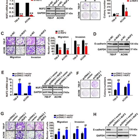 Nuf Promotes Ccrcc Cell Proliferation Migration And Invasion A E