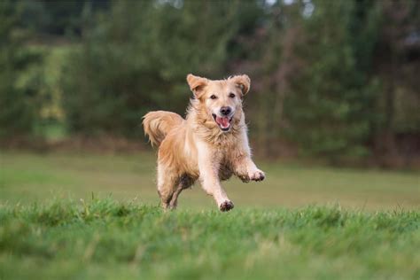 Field Golden Retriever: A Friendly Dog With a Great Work Ethic