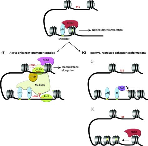 Proposed Model Of Reported Chromodomain Helicase DNA Binding Protein 7