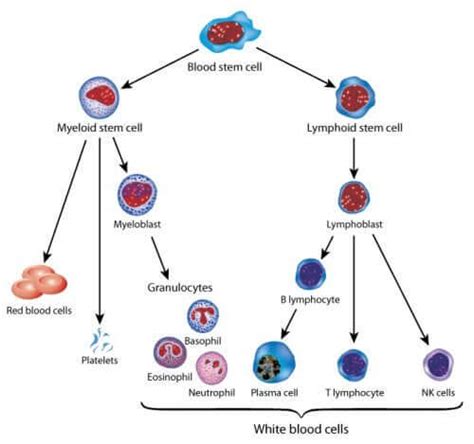 Hope for Childhood Leukemia: Gene Therapy - You are Mom