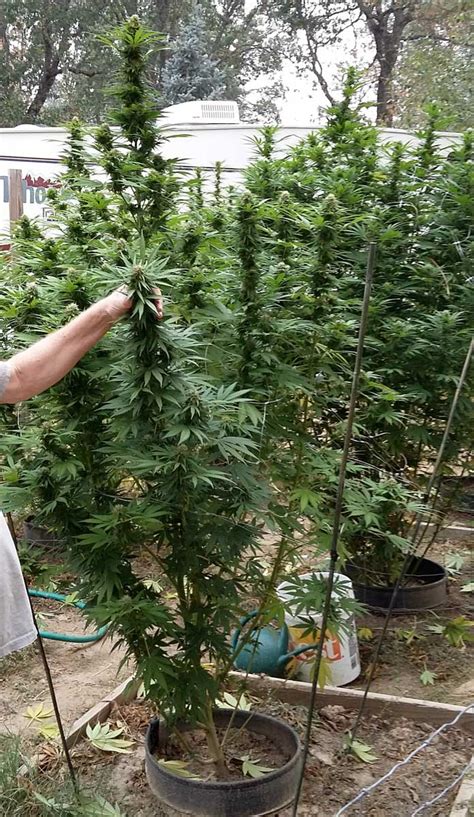 Which Strain Breeders Can I Trust? | Grow Weed Easy