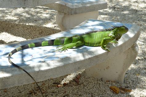 How To Get Rid Of Iguanas Wildlife Pros