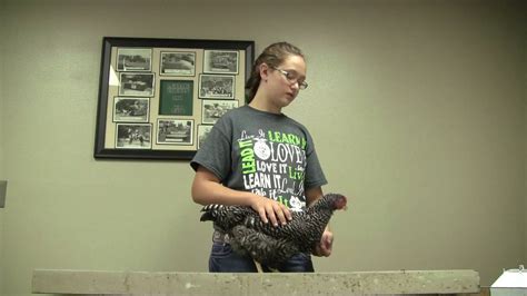 4 H Poultry Showmanship Barred Plymouth Rock Youtube