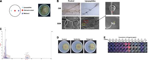 Frontiers Biocontrol And Action Mechanism Of Bacillus Subtilis