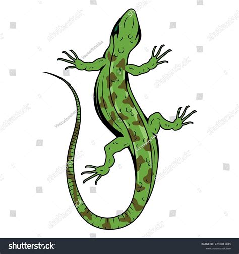 Lizard Clip Art