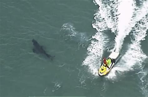 Surfer 60 Dies After Great White Shark Attack Off Australias New