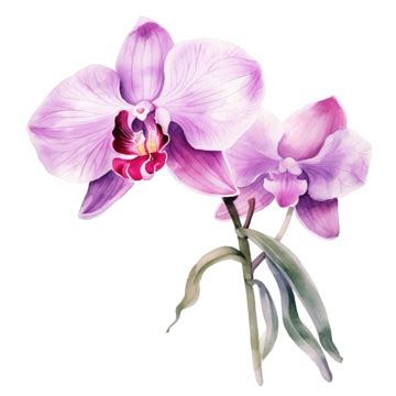 Watercolor Orchid Clip Art Flower Orchids Watercolor Flower Png