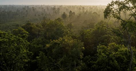 Biodiversity | CIFOR-ICRAF