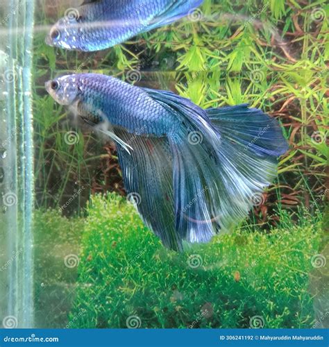 Ikan Cupang Merah Biru Jantan Red Blue Betta Fish Stock Photo Image