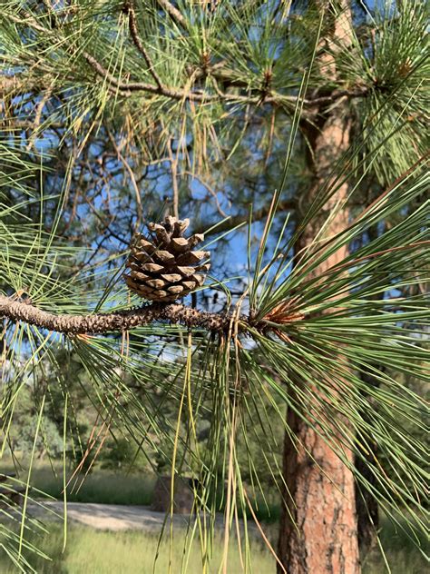 Interior Ponderosa Pine Pinus Ponderosa Var Scopulorum Uc Davis