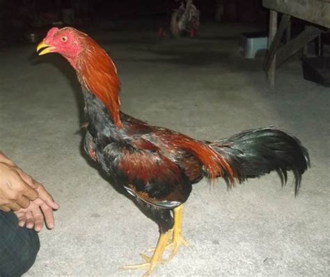 Berapa Harga Jual Ayam Bangkok Asli Di Thailand Ayam Bangkok Super