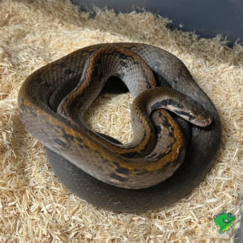 Black Copperhead Rat Snake Juvenile To Adult Strictly Reptiles