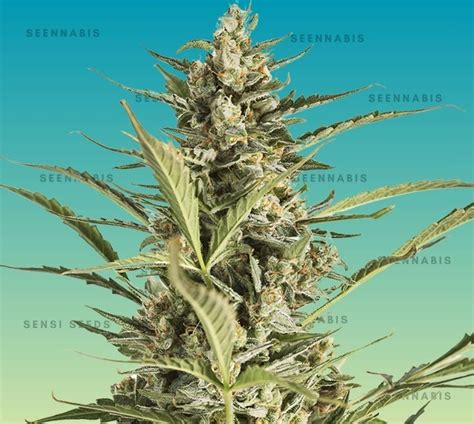 White Widow Feminized Cannabis Seeds Seennabis