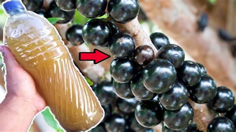 sua JABUTICABA vai explodir DE TANTOS FRUTOS usando adubo orgânico