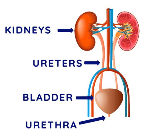 Human Urinary System Diagram Chapter 13 Urinary System Diag