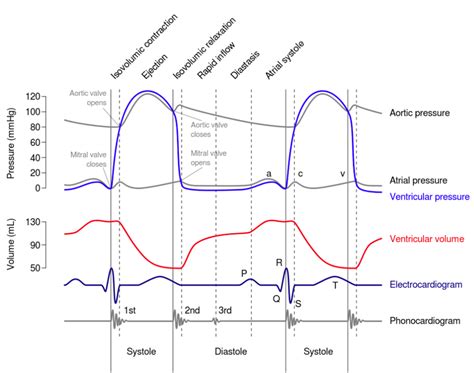 5 The Wiggers Diagram Showing Two Cardiac Cycle Events Occurring In