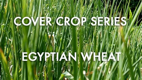 Egyptian Wheat Noble Cover Crop Series Youtube