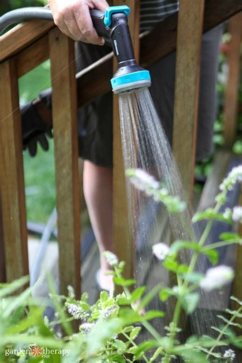 How Often To Water Herbsavoid Overwatering Garden Therapy