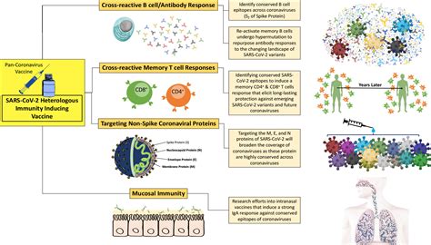 Frontiers Heterologous Immunity Induced By St Generation Covid