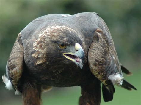 Aigle royal Fond d écran et images gratuites