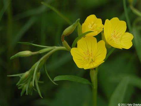 Oenothera Perennis Small Sundrops Minnesota Wildflowers