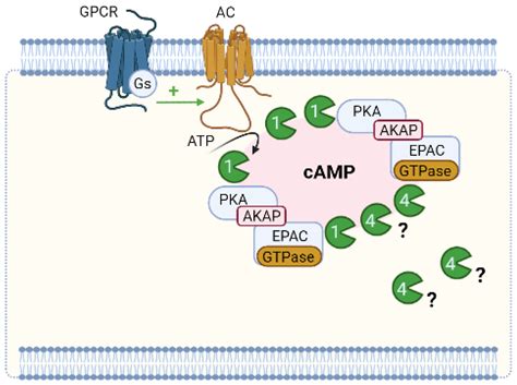 Jcdd Free Full Text Pde Mediated Cyclic Nucleotide Compartmentation