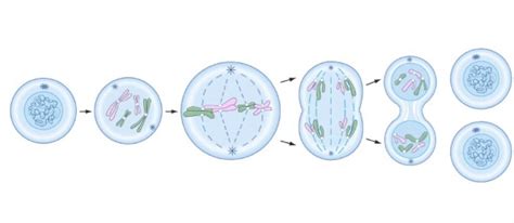 Diagram Of Diagram De Mitose Quizlet