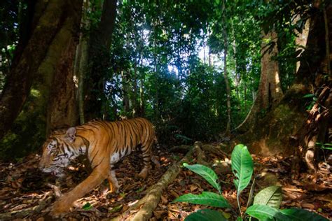 Le Rarissime Immagini Di Una Delle Ultime Tigri Della Malesia