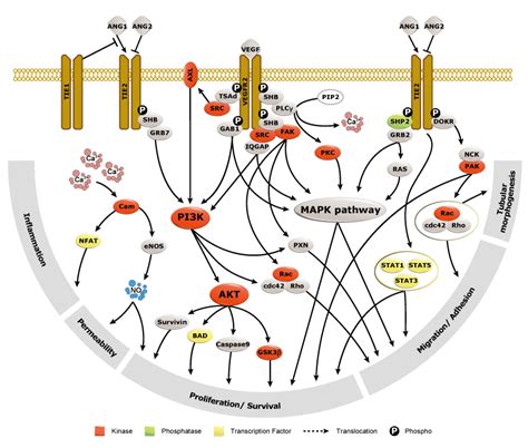 Angiogenesis | GeneTex