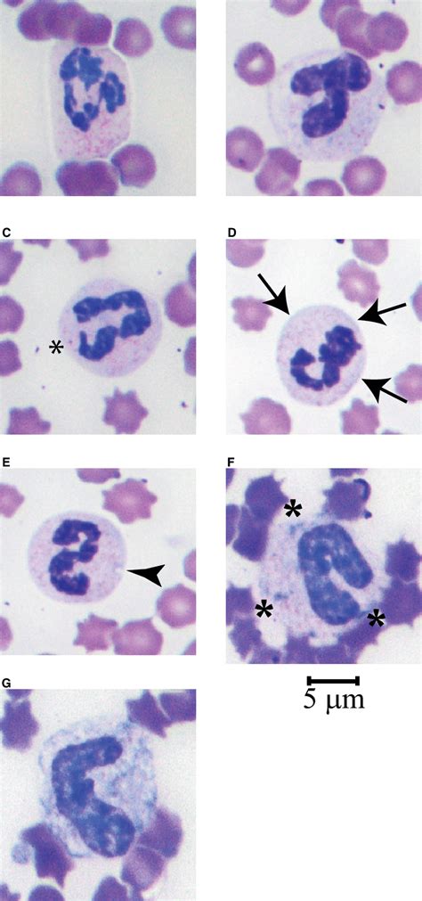 Mature Band And Toxic Neutrophils In Equine Peripheral Blood A