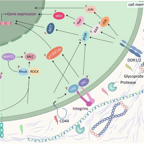 Receptors For Cell ECM Interaction Matrix Changes Modulate