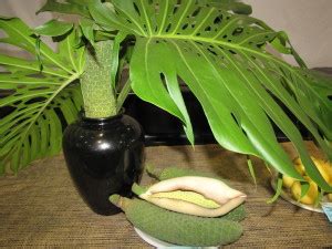 cool plants   home moving happiness home