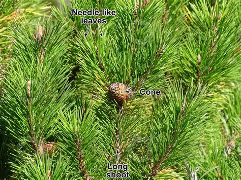 Pinus Mugo Mountain Pine Strobilus Strobili Pinus Mugo Mountain