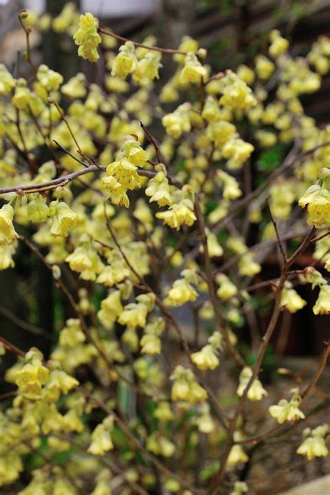 庭に彩りを添える、花咲く低木 「風景」をつくるガーデニング術