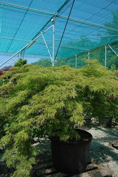 Acer Palmatum Dissectum Viridis Goedkopeolijfbomen Nl