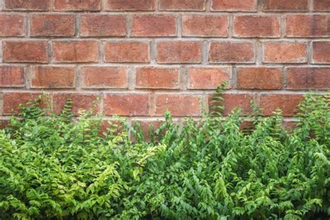 Pattern green plant wall texture and background Stock Photo by ...