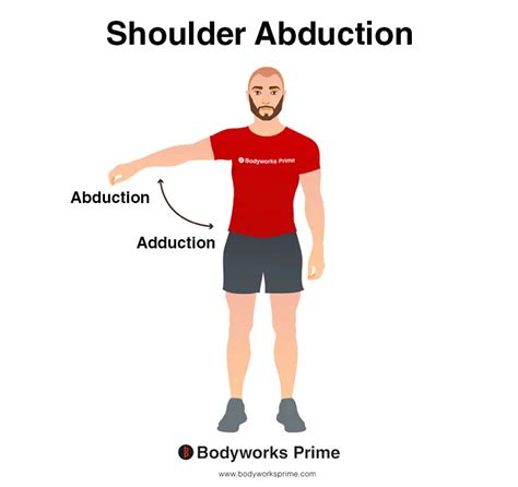 Shoulder Abduction Muscles