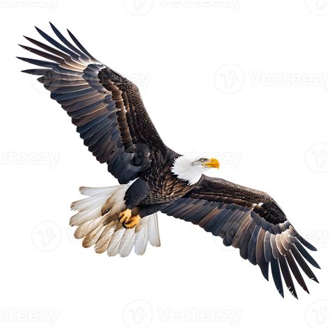 Bald eagle flying on isolated transparent background 43413111 PNG