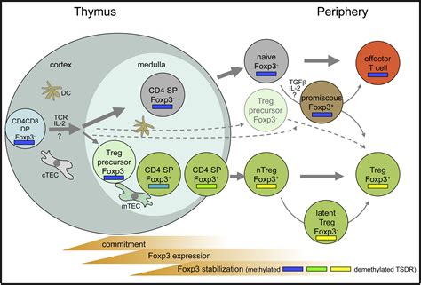 Regulatory T Cells Stay On Course Immunity