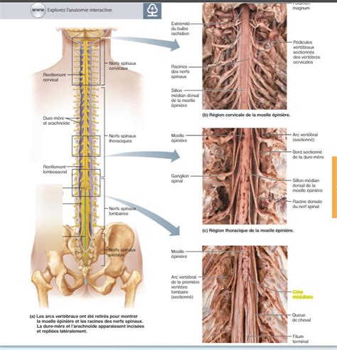 moelle épinière pt2 Diagram Quizlet