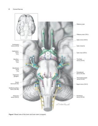 Wilson Pauwels Ingl S Pdf