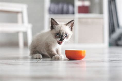 10 Best Wet Soft And Canned Kitten Foods In 2025 Reviews And Top Picks