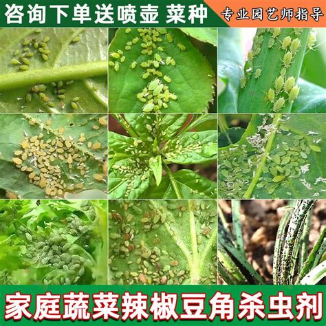 Vegetable Insecticide Plant Balcony Courtyard Pepper Cabbage Chinese Rose Flower Aphids