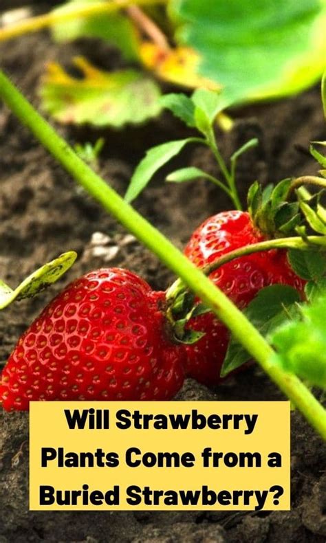 Will Strawberry Plants Come From A Buried Strawberry Strawberry Plants