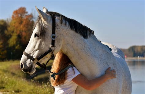 200 kostenlose Süße Pferde Pferd Fotos Pixabay